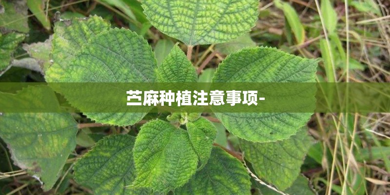 苎麻种植注意事项-