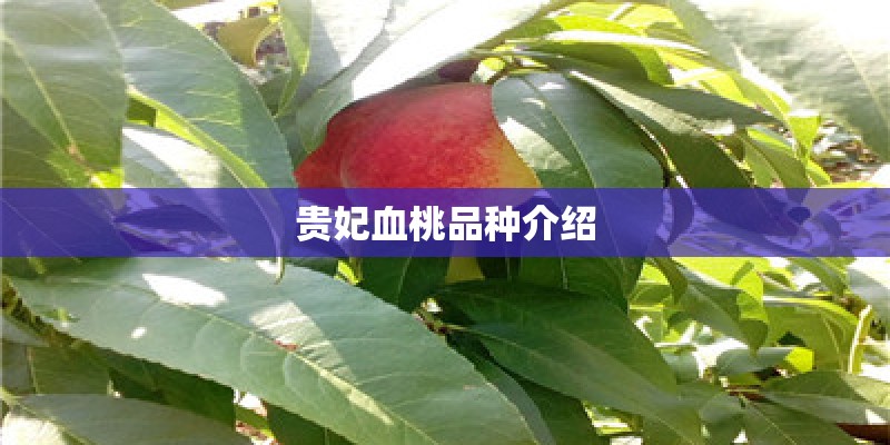 贵妃血桃品种介绍