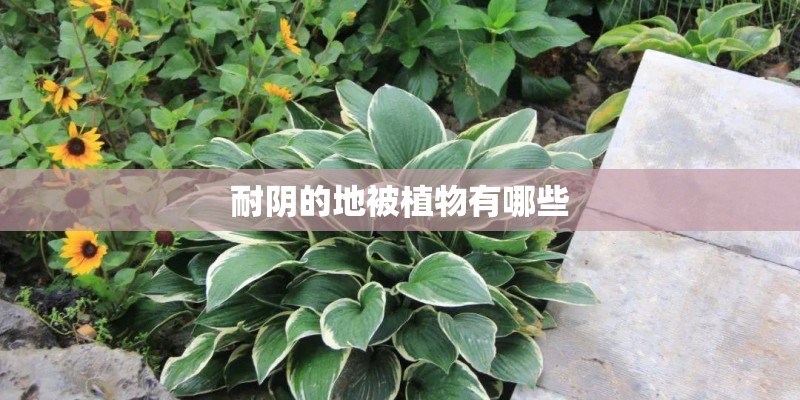 耐阴的地被植物有哪些