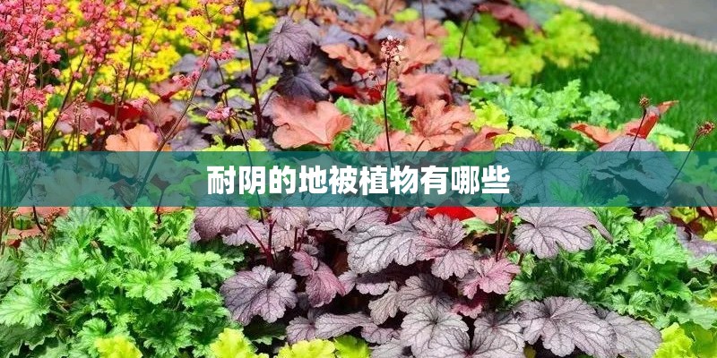 耐阴的地被植物有哪些