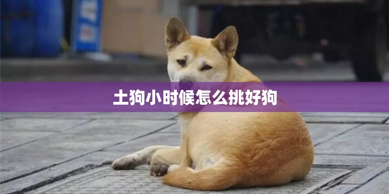 土狗小时候怎么挑好狗