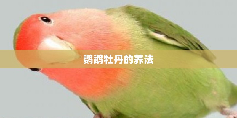 鹦鹉牡丹的养法