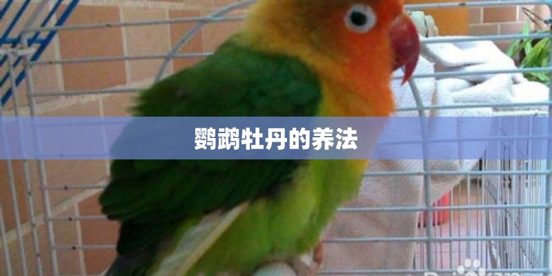 鹦鹉牡丹的养法 鹦鹉牡丹的养法