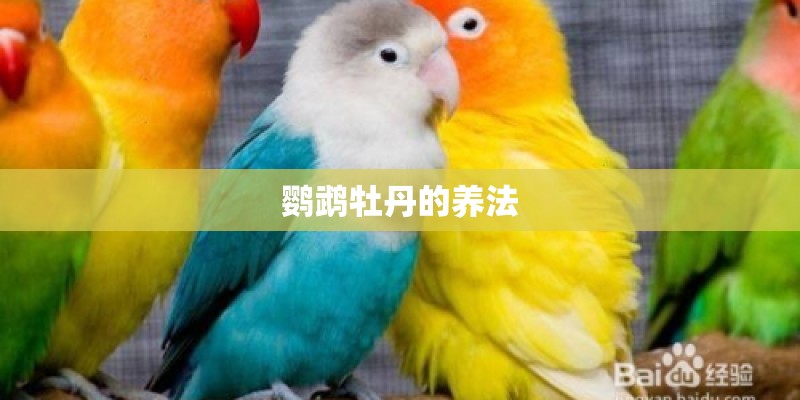 鹦鹉牡丹的养法 鹦鹉牡丹的养法