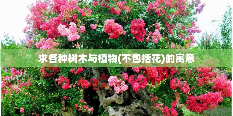 求各种树木与植物(不包括花)的寓意