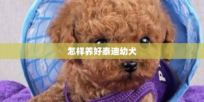 怎样养好泰迪幼犬