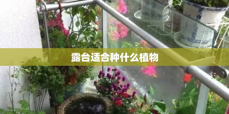 露台适合种什么植物
