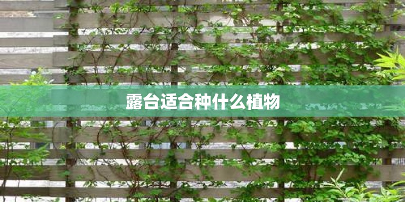 露台适合种什么植物