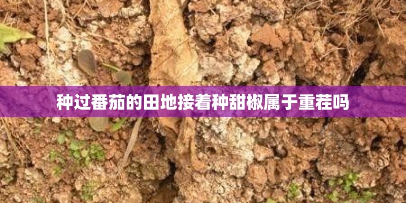 种过番茄的田地接着种甜椒属于重茬吗