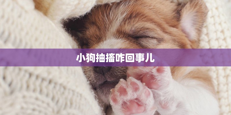 小狗抽搐咋回事儿