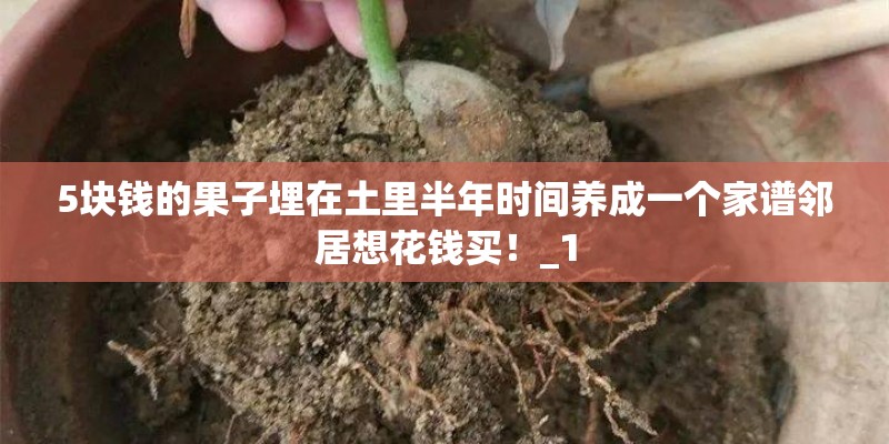5块钱的果子埋在土里半年时间养成一个家谱邻居想花钱买！_1