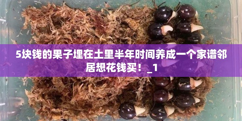 5块钱的果子埋在土里半年时间养成一个家谱邻居想花钱买！_1