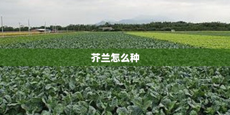 芥兰怎么种