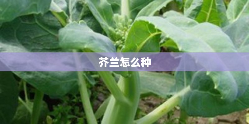 芥兰怎么种 芥兰怎么种