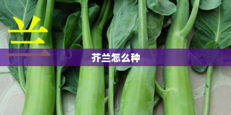 芥兰怎么种 芥兰怎么种