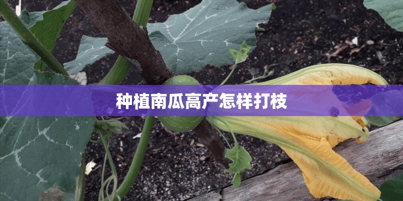 种植南瓜高产怎样打枝