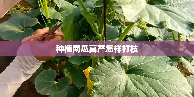 种植南瓜高产怎样打枝
