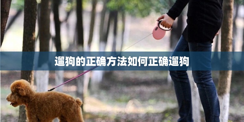 遛狗的正确方法如何正确遛狗