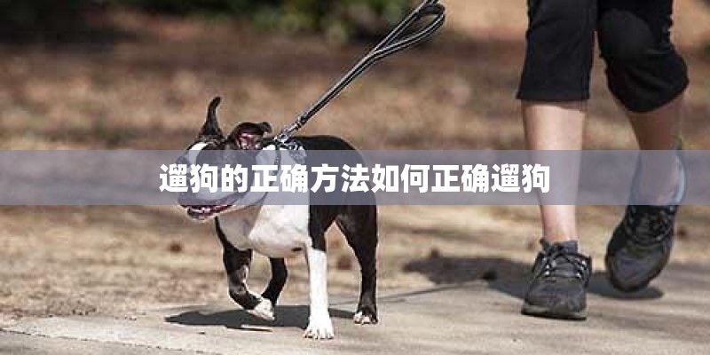 遛狗的正确方法如何正确遛狗