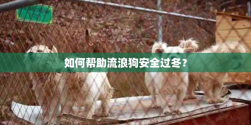 如何帮助流浪狗安全过冬？
