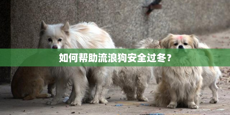 如何帮助流浪狗安全过冬？