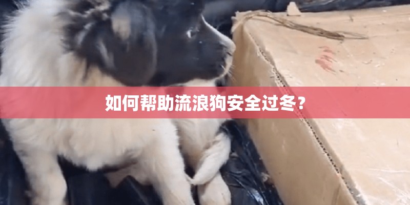 如何帮助流浪狗安全过冬？