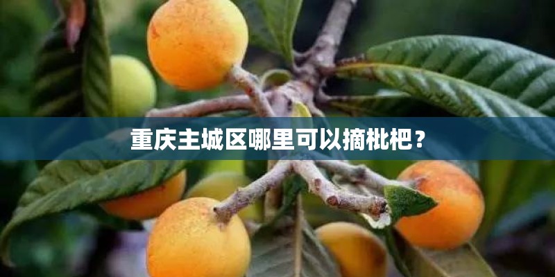 重庆主城区哪里可以摘枇杷？