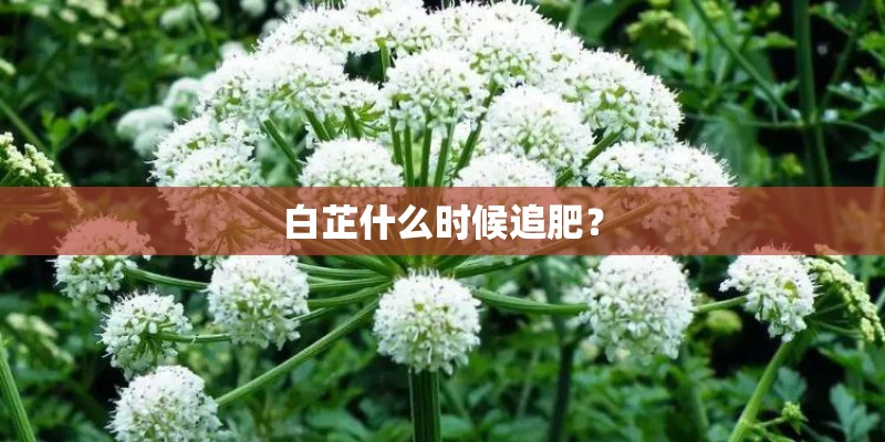 白芷什么时候追肥？