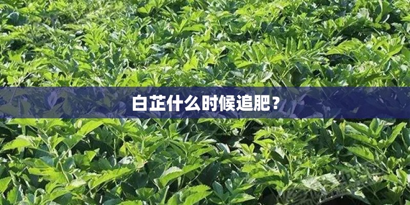 白芷什么时候追肥？
