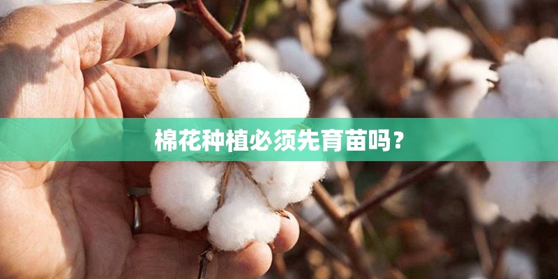 棉花种植必须先育苗吗？