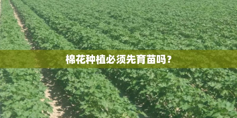 棉花种植必须先育苗吗？