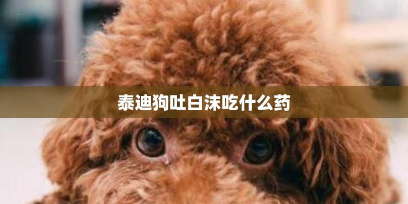 泰迪狗吐白沫吃什么药 泰迪狗吐白沫吃什么药