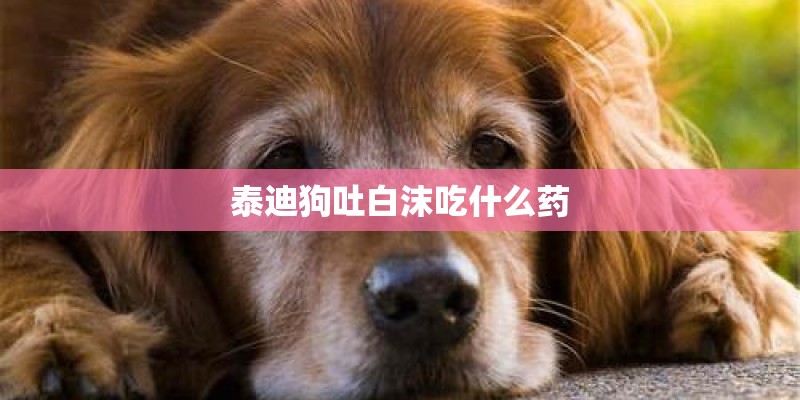 泰迪狗吐白沫吃什么药 泰迪狗吐白沫吃什么药