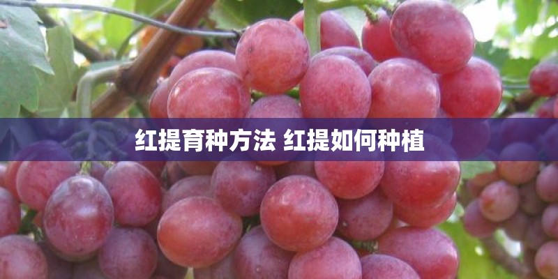 红提育种方法 红提如何种植