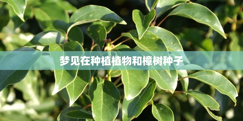 梦见在种植植物和樟树种子