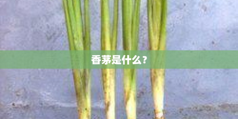 香茅是什么？