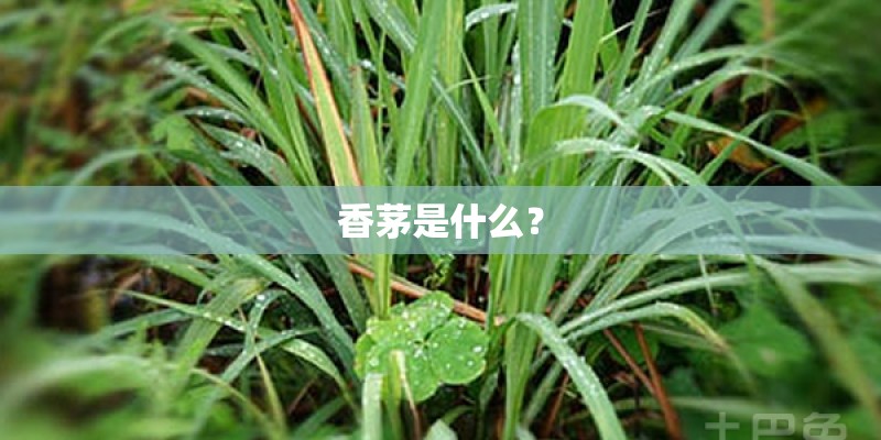 香茅是什么? 香茅是什么?
