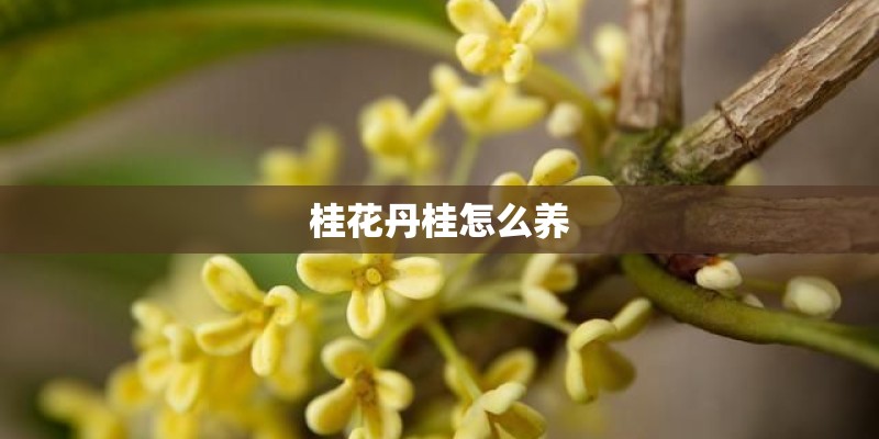 桂花丹桂怎么养