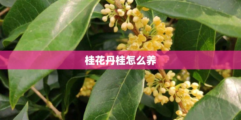 桂花丹桂怎么养 桂花丹桂怎么养