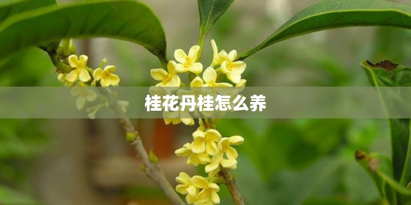 桂花丹桂怎么养 桂花丹桂怎么养