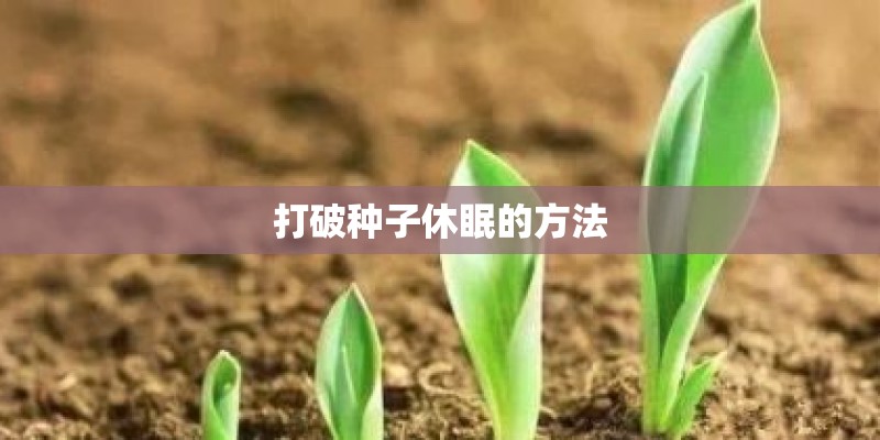 打破种子休眠的方法