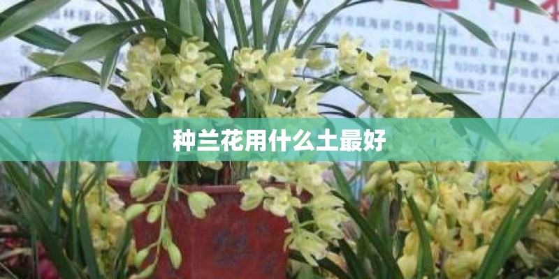 种兰花用什么土最好 种兰花用什么土最好