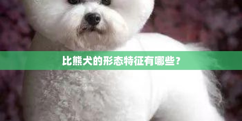 比熊犬的形态特征有哪些? 比熊犬的形态特征有哪些?