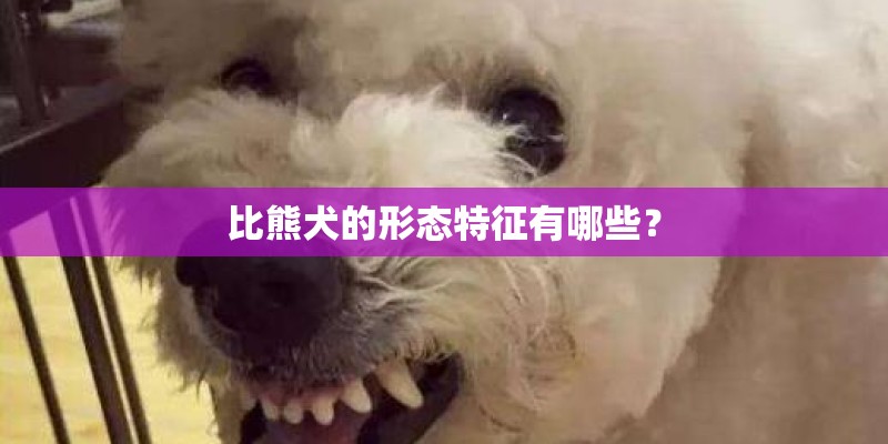 比熊犬的形态特征有哪些? 比熊犬的形态特征有哪些?