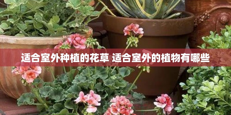 适合室外种植的花草 适合室外的植物有哪些