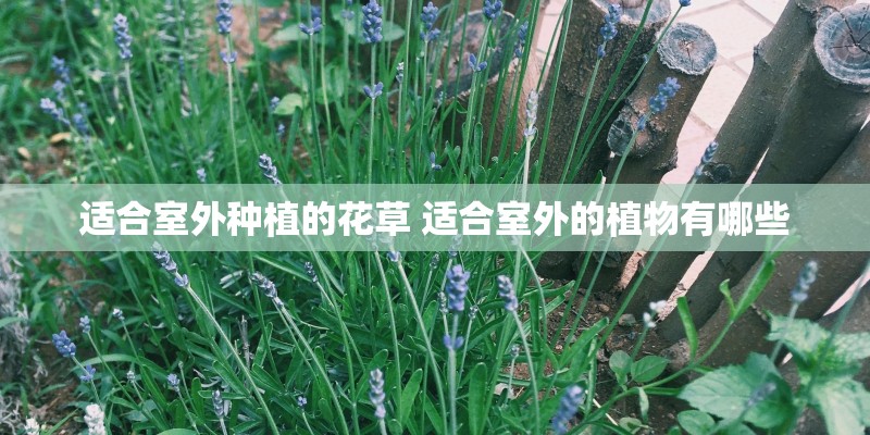 适合室外种植的花草 适合室外的植物有哪些