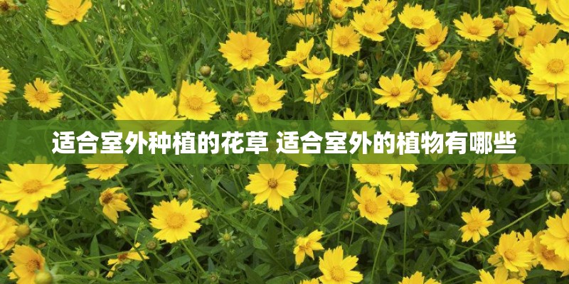 适合室外种植的花草 适合室外的植物有哪些