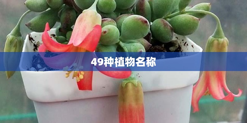 49种植物名称