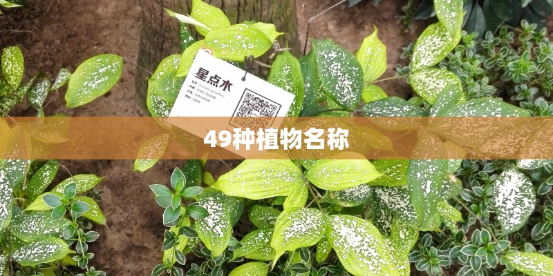 49种植物名称