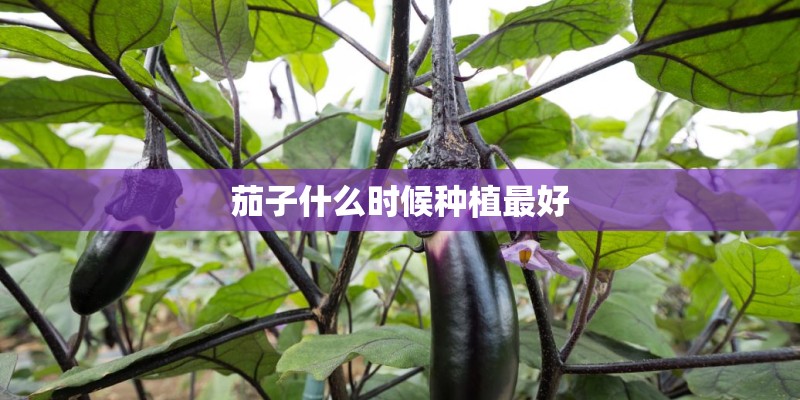 茄子什么时候种植最好 茄子什么时候种植最好